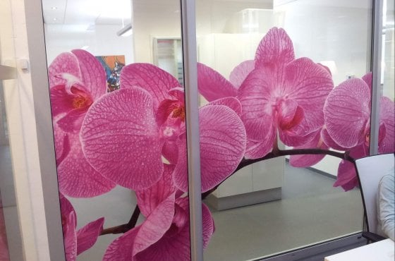 Orchideeën in Maastricht